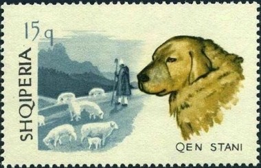 Sheep Dog