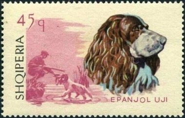 Engelse Springer Spaniel