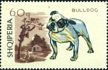 Bulldog