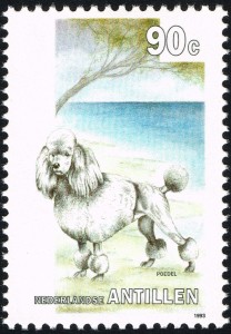 Poedel