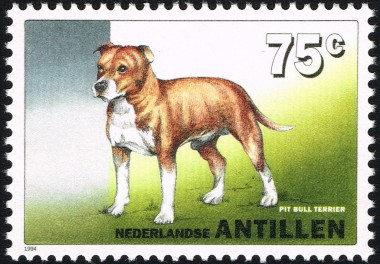 Pit Bull Terrier