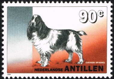Amerikaanse Cocker Spaniel