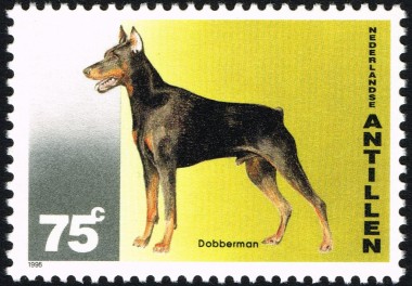 Dobermann Pinscher