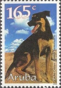 Creoolse Domestic Dog