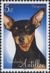 Dwerg Pinscher