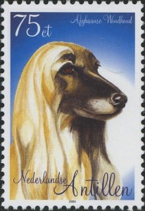 Afghaanse Windhond