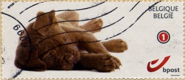 Pup