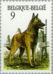 Belgische Herder