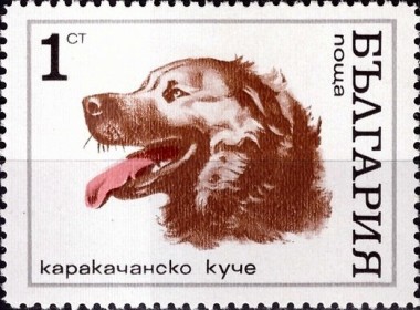Karakachan Dog