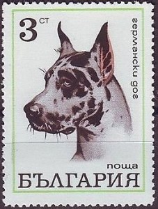 Deense Dog