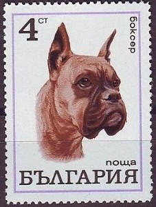 Boxer