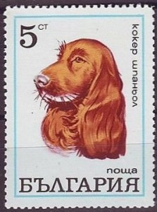 Cocker Spaniel