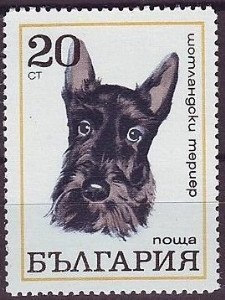 Schotse Terrier