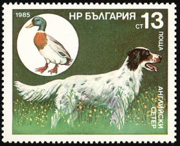 Engelse Setter