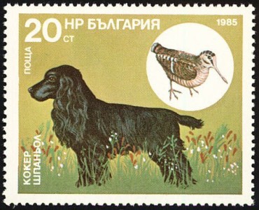 Cocker Spaniel