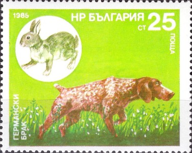 Duitse Spaniel
