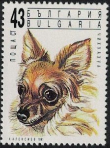 Chihuahua