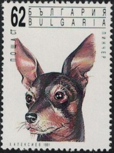 Dwerg Pinscher