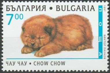 Chow-Chow