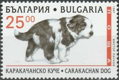 Karakachan Dog