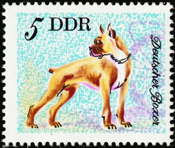Boxer