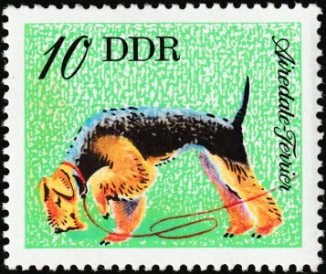 Airdale Terrier