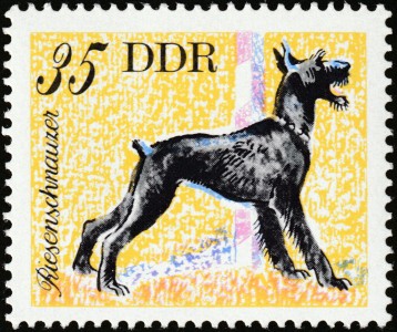 Reuzen Schnautzer
