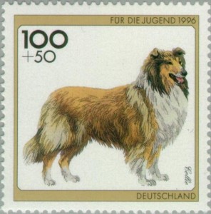 Schotse Collie