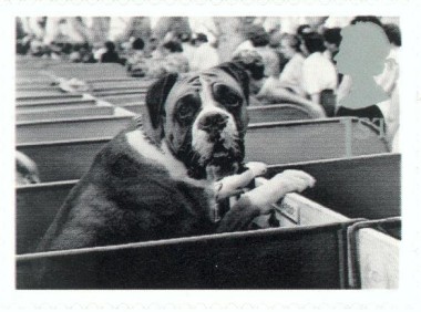 Boxer op hondenshow