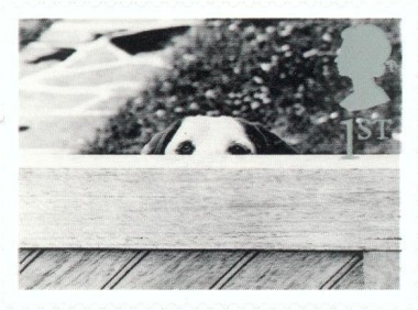 Hond achter hek