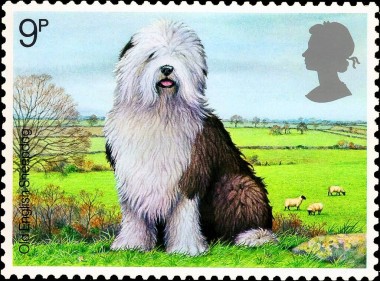 Old English Sheepdog