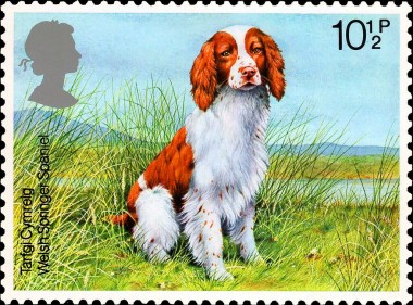 Welsh Springer Spaniel