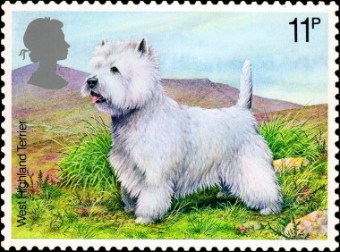 White Westhighland Terrier