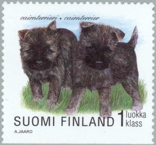 Cairn Terrier