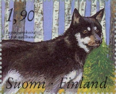 Lapse Herdershond