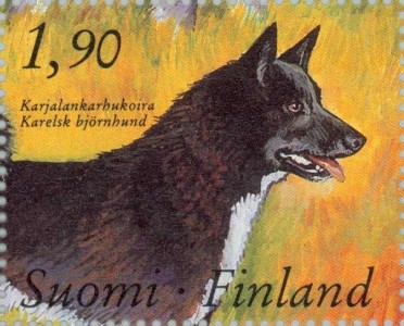 Karelian Beer Dog