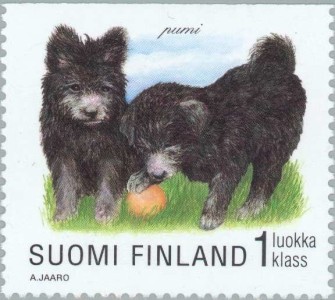 Pumi
