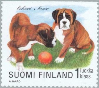 Boxer