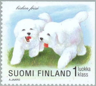 Bichon Frise