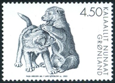 Greenland Dog