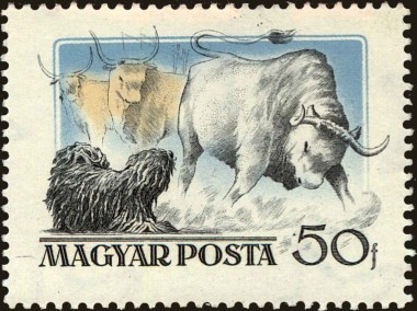 Puli Sheepdog