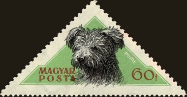Pumi