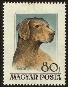 Magyar Vizsla