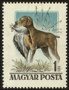 Magyar Vizsla vangt een vogel