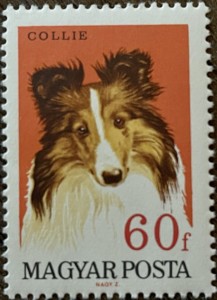 Schotse Collie