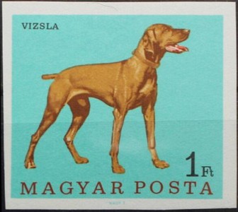 Magyar Vizsla