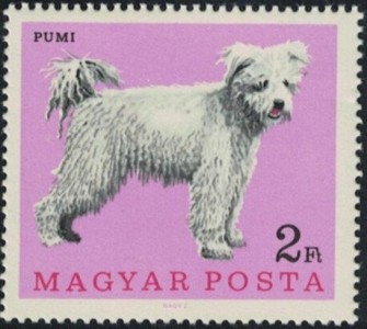 Pumi