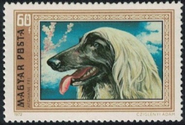 Afghaanse Windhond