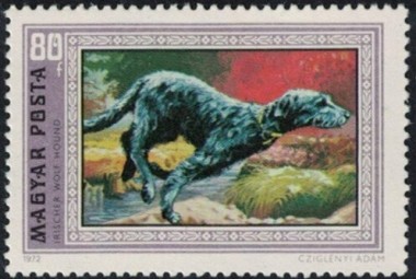Ierse Wolfshond