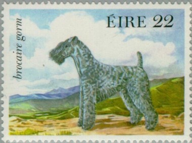 Kerry Blue Terrier